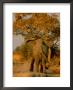 African Elephant Confronts A Lion by Beverly Joubert Limited Edition Print