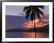 Palm Tree Silhouetted Against Fiery Clouds And Sea At Sunrise by Mark Cosslett Limited Edition Print