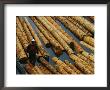 A Lumberman Walks On Floating Raw Logs Ready For Export by Joel Sartore Limited Edition Print