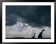 Silhouette Of A Female Reticulated Giraffe And Her Young by Michael Nichols Limited Edition Print