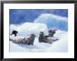 South Sawyer Glacier Harbor Seals On Icebergs, Tracy Arm, Inside Passage, Alaska, Usa by Paul Souders Limited Edition Print