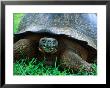 Giant Tortoise In Grassy Highlands At Steve Devine's Butterfly Ranch, Galapagos, Ecuador by Jeff Greenberg Limited Edition Print