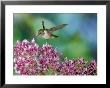 Volcano Hummingbird At Fuchsia Microphylla, Scrub And Paramo, Cerro De La Muerte, Costa Rica by Michael Fogden Limited Edition Print