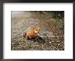 Red Fox, Caught In A Snare, Quebec, Canada by Philippe Henry Limited Edition Print