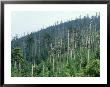 Acid Rain, Dead Conifers Near The Summit Of Mount Mitchell, North Carolina by David M. Dennis Limited Edition Print