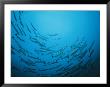 A Circling School Of Barracuda In A Blue Sea by Wolcott Henry Limited Edition Print
