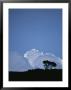 White Cumulus Clouds Billow Up Behind A Lone Tree On A Hilltop by Pablo Corral Vega Limited Edition Print