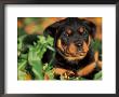 Rottweiler Puppy In Leaves by Adriano Bacchella Limited Edition Print