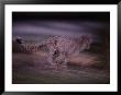 A Blurred View Of An African Cheetah Sprinting In The Darkness by Chris Johns Limited Edition Print