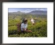 Women Tea Pickers, Tea Hills, Hill Country, Nuwara Eliya, Sri Lanka, Asia by Gavin Hellier Limited Edition Print