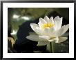 Nymphaea Gladstoneana (Waterlily, Hardy Group) by Hemant Jariwala Limited Edition Print