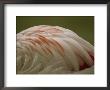 A Close View Of The Feathers Of A Chilean Flamingo by Joel Sartore Limited Edition Print