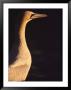 A Portrait Of A Cape Gannet by Kenneth Garrett Limited Edition Print