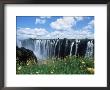 Flowers In Bloom With The Victoria Falls Behind, Unesco World Heritage Site, Zambia, Africa by D H Webster Limited Edition Print
