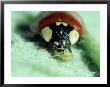 2-Spot Ladybird, Adult Feeding On Aphid by Harold Taylor Limited Edition Print