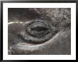 A Close View Of The Eye Of A Gray Whale Calf by Ralph Lee Hopkins Limited Edition Print