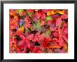 Tundra Fall Colors, Denali National Park, Alaska, Usa by Darrell Gulin Limited Edition Print