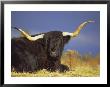 Highland Cattle, Scotland, Uk, Europe by David Tipling Limited Edition Print