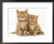 Two Ginger Domestic Kittens (Felis Catus) by Jane Burton Limited Edition Print