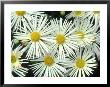 Chrysanthemum (Illusion) Garden Mums, September by Chris Burrows Limited Edition Print