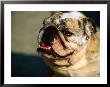 English Bulldog Smiling, Castleton, United Kingdom by Anders Blomqvist Limited Edition Pricing Art Print