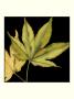 Tandem Leaves I by Jennifer Goldberger Limited Edition Print