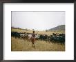 A Boy Tends To His Herd Of Cattle by Joe Scherschel Limited Edition Print