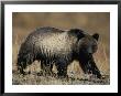 Grizzly Bear by Michael S. Quinton Limited Edition Pricing Art Print