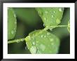 Close View Of Foliage And Twisted Stem With Glistening Drops Of Dew by Tom Murphy Limited Edition Print