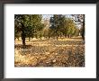 Planted Truffle Forest Field, La Truffe De Ventoux Truffle Farm, Vaucluse, Rhone, Provence, France by Per Karlsson Limited Edition Print