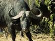 Angry Buffalo Of Botswana's Chobe National Park Warns To Stay Back by Daniel Dietrich Limited Edition Pricing Art Print