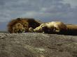 Lions Soaking Up Sun On A Large Rock Amongst The Building Migration Of Wildebeest, Serengeti by Daniel Dietrich Limited Edition Print