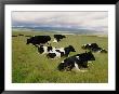 Holstein-Friesian Dairy Cows by George F. Mobley Limited Edition Print