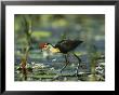 A Comb Crested Jacana Hunts For Food Among Lily Pads by Nicole Duplaix Limited Edition Pricing Art Print