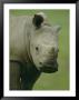 A Southern White Rhinoceros by Michael Nichols Limited Edition Pricing Art Print