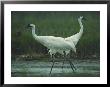 Two Whooping Cranes At The Refuge by Joel Sartore Limited Edition Pricing Art Print