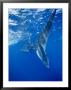 A Tail-End View Of A Whale Shark by Brian J. Skerry Limited Edition Print