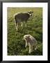 Virginia Colonial Era Breed Of Sheep, Bassett Hall by Jeff Greenberg Limited Edition Print