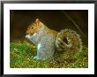 Grey Squirrel, Feeding by David Boag Limited Edition Pricing Art Print
