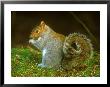 Grey Squirrel, Feeding by David Boag Limited Edition Print