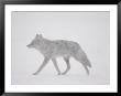 A Coyote Walks Through The Snow by Annie Griffiths Belt Limited Edition Pricing Art Print
