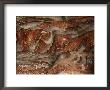 Waves Of Natural Color Drift Through A Sandstone Rock Face by Annie Griffiths Belt Limited Edition Print