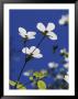 Pacific Dogwood Blossoms by Marc Moritsch Limited Edition Pricing Art Print
