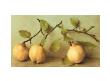 Quince Branches by Sally Wetherby Limited Edition Print