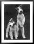 Belsize Mavis And Stella Of Solent Two Wire Fox Terriers by Thomas Fall Limited Edition Print