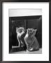This Small Grey And White Kitten Stares Up At The Ceiling While Sitting Next To A Large Mirror by Thomas Fall Limited Edition Pricing Art Print