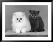 Two Kittens One A White Chinchilla The Other A British Shorthair Blue by Thomas Fall Limited Edition Pricing Art Print