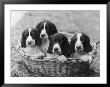 Four Large Puppies Crowded In A Basket. Owner: Browne by Thomas Fall Limited Edition Pricing Art Print