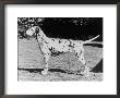 Champion Fanhill Faun Crufts Best In Show 1968 Dog Standing Side On by Thomas Fall Limited Edition Print