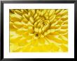 Close-Up Of A Yellow Chrysanthemum by Vlad Kharitonov Limited Edition Print